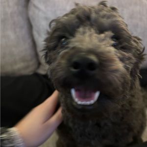 Meet your Posher, Francesca